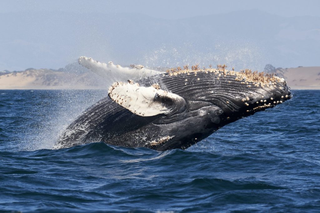 Whalewatching in Cabo San Lucas