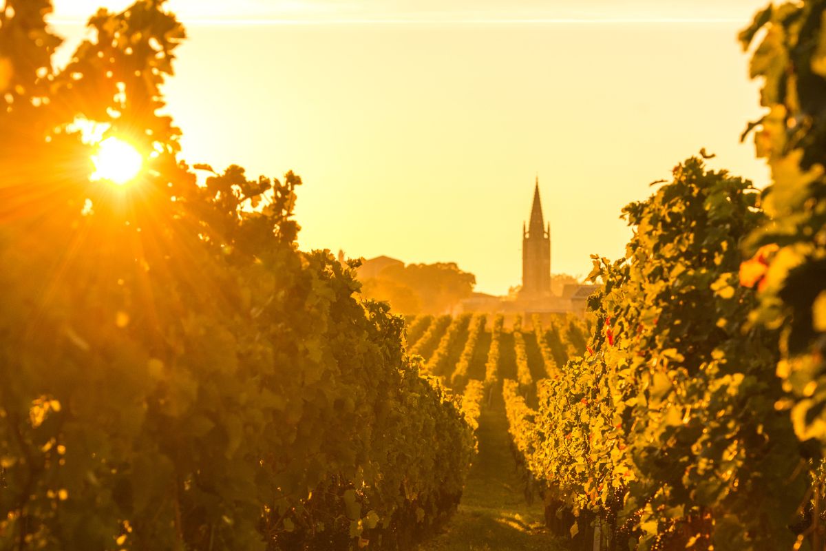 Saint Emilion Vineyards in Bordeaux